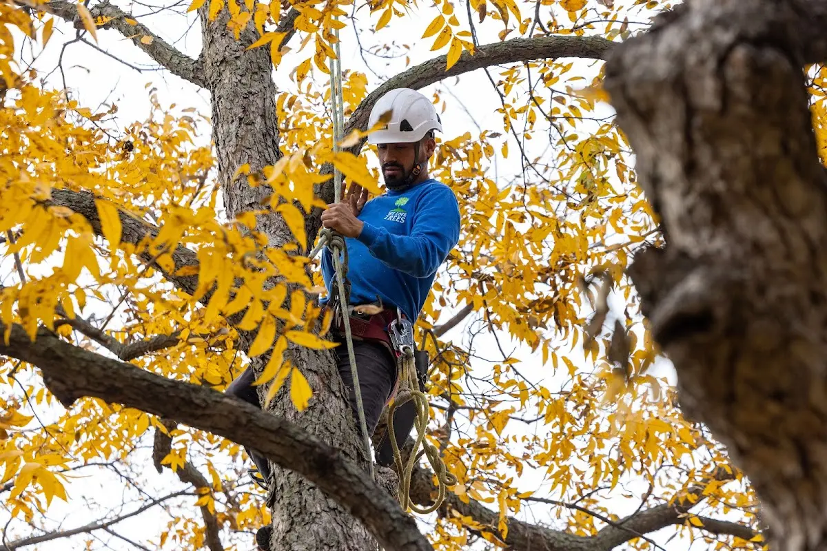 Skilled Tree Pruning crew working in Colorado City